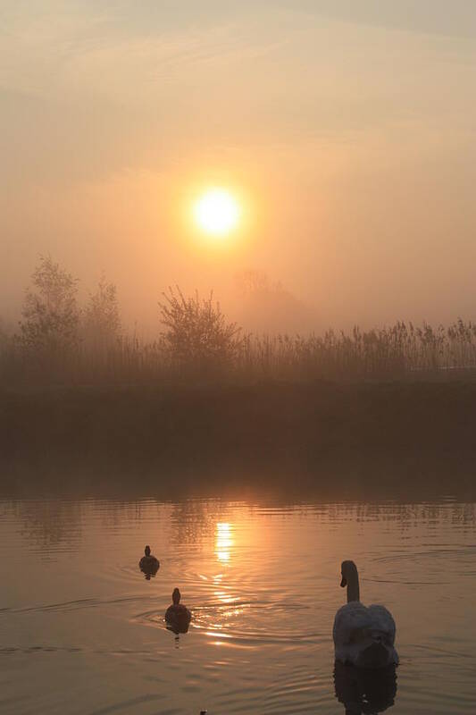 Nature Poster featuring the photograph Follow Us by Linsey Williams