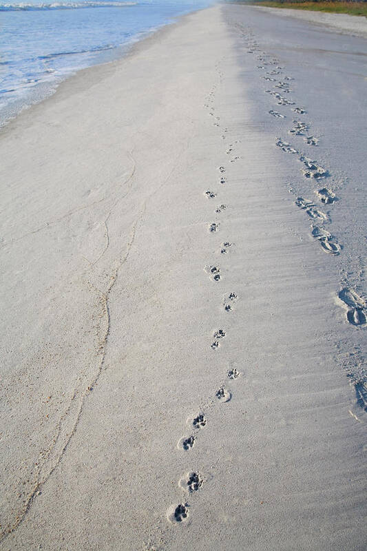 Footprint Poster featuring the photograph Footprints and Pawprints by Diane Macdonald