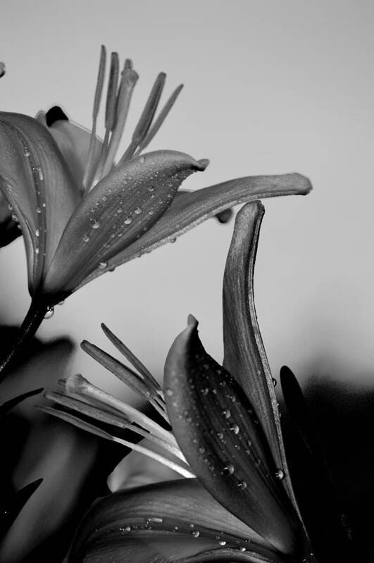 Lily Poster featuring the photograph For The Love of Lillies BW by Lesa Fine