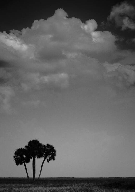 Palm Poster featuring the photograph Four Palms by Bradley R Youngberg