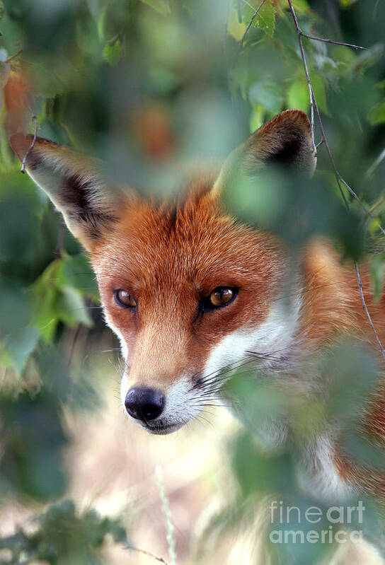 Red Poster featuring the photograph Fox through trees by Tim Gainey