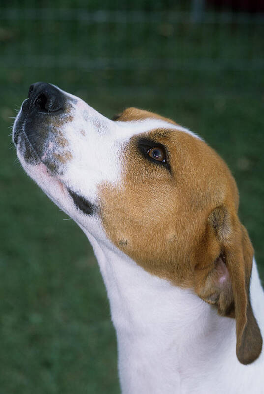 Animal Poster featuring the photograph Foxhound by Jeanne White