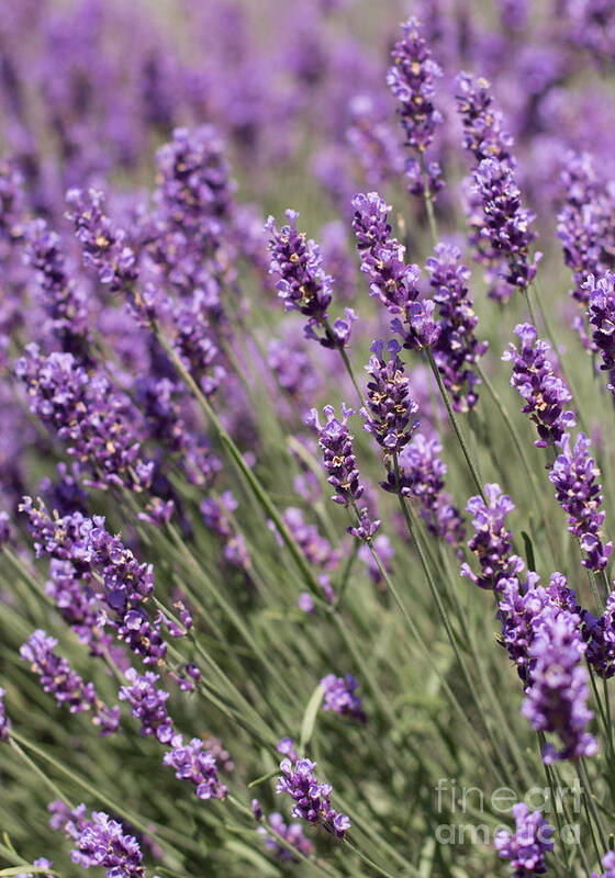 Lavender Poster featuring the photograph French Lavender by Barbara McMahon