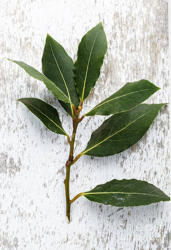 Lorel Poster featuring the photograph Fresh Laurel by Nailia Schwarz