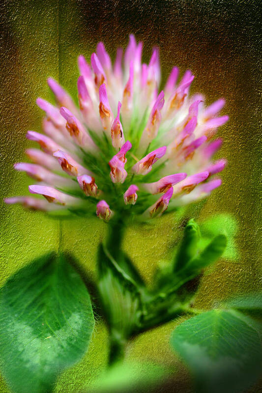 Pink Clover Poster featuring the photograph Fresh Pink Clover by Michael Eingle