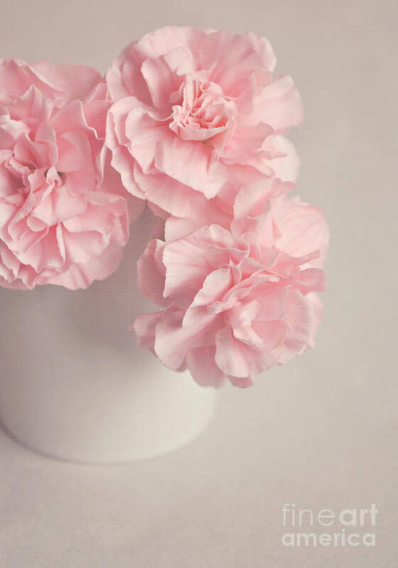 Flowers Poster featuring the photograph Frilly pink Carnations by Lyn Randle