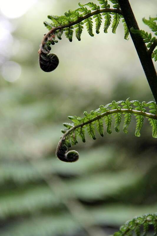 Bokeh Poster featuring the photograph Fronds by A K Dayton