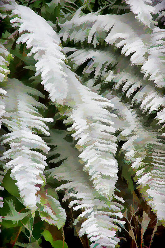 Ferns Poster featuring the photograph Frosty Ferns by Ron Roberts