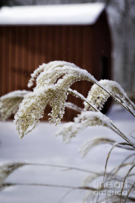 Snow Poster featuring the photograph Frosty Grass by Timothy Hacker