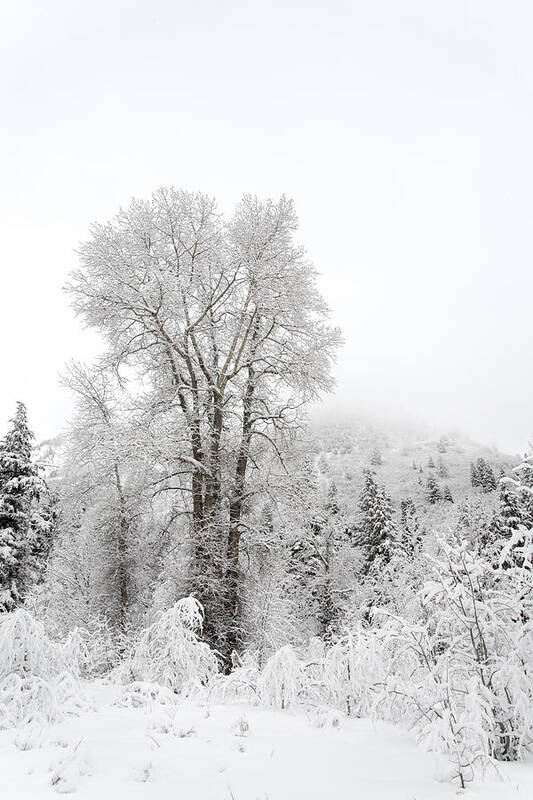 Winter Poster featuring the photograph Frozen Giant by Dustin LeFevre