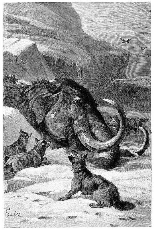 Animal Poster featuring the photograph Frozen Mammoth Eaten By Huskies by Science Photo Library
