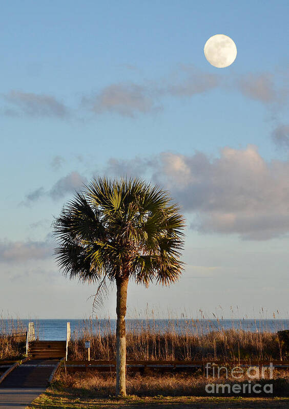 Scenic Poster featuring the photograph Full Moon At Myrtle Beach State Park by Kathy Baccari