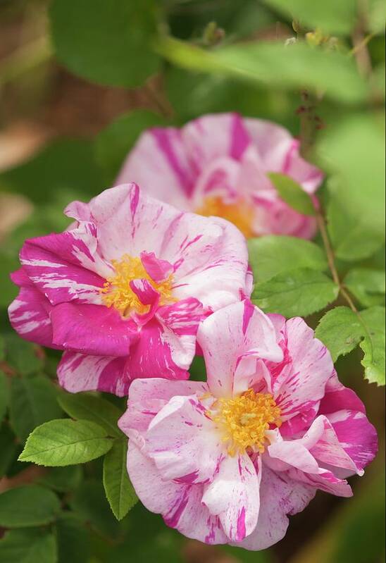May Poster featuring the photograph Gallic Rose (rosa 'rosa Mundi') In Flower by Maria Mosolova/science Photo Library