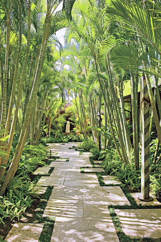 No People Poster featuring the photograph Garden Path And Palm Trees by Mary E. Nichols