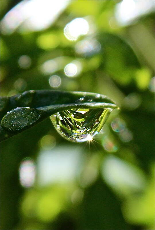 Water Drops Poster featuring the photograph Garden Reflections by Kume Bryant