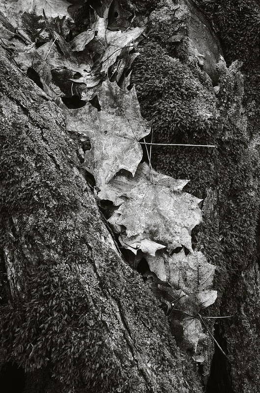 Autumn Poster featuring the photograph Gathered In by Alan Norsworthy