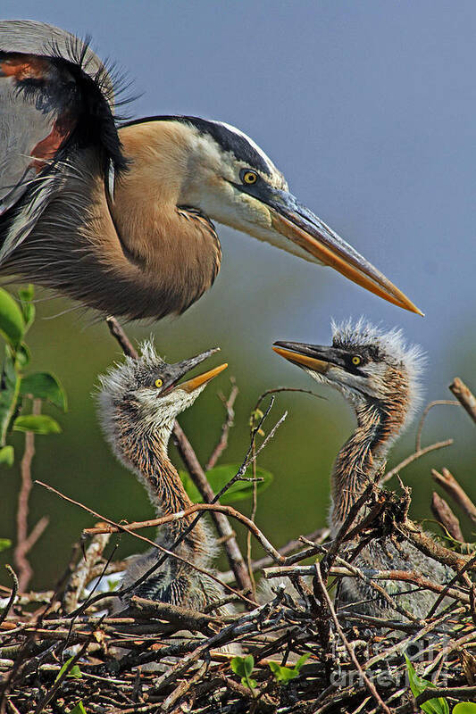 Great Blue Heron Poster featuring the photograph Great Blue Heron Twins by Larry Nieland