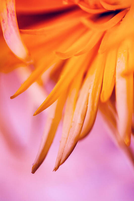 Bright Poster featuring the photograph Orange Flower - Nature Photography by Modern Abstract