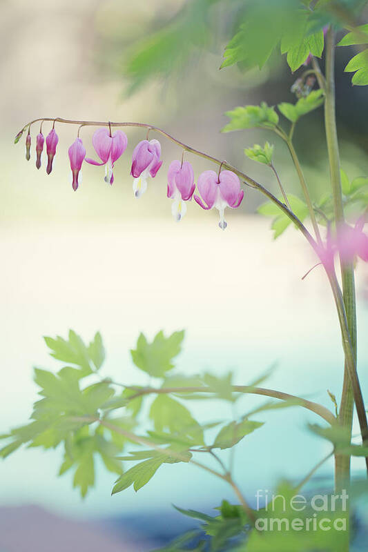 Bleeding Hearts Poster featuring the photograph Gentle Hearts by Susan Gary