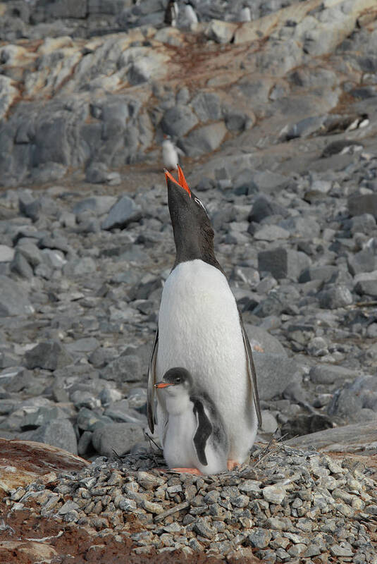 Penguin Poster featuring the photograph Gentoo Penguin Hen and Chick by Alan Toepfer