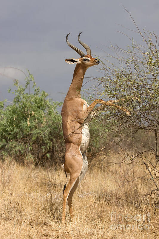 Antelope Poster featuring the photograph Gerenuk Antelope by Chris Scroggins