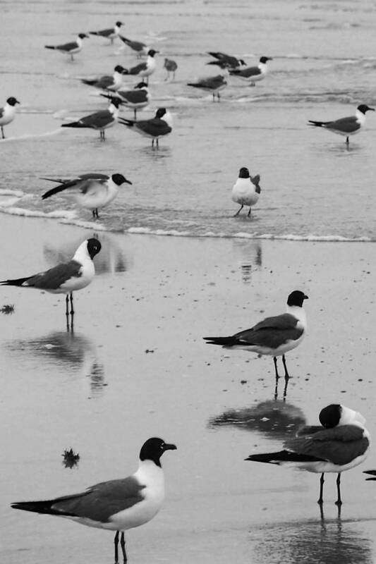 Seagull Poster featuring the photograph Gettin' Our Feet Wet by Melinda Ledsome
