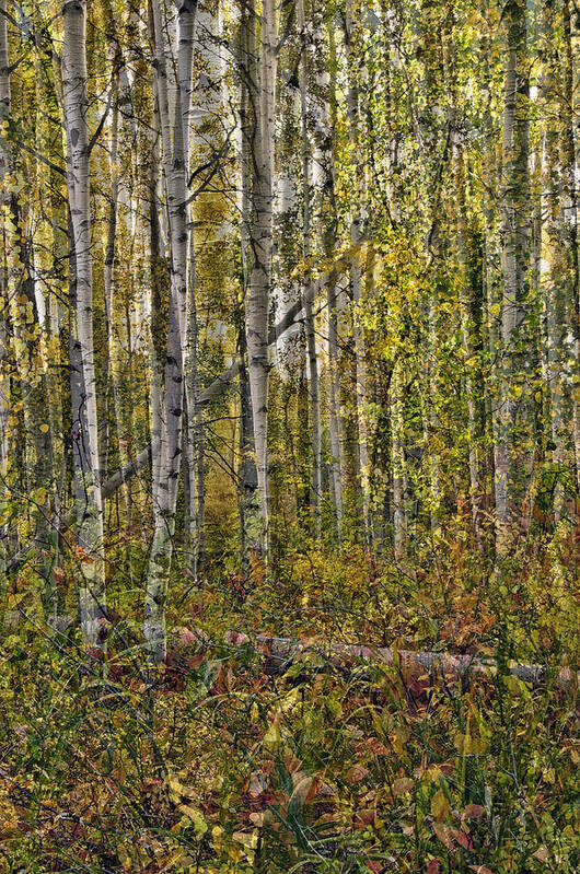 Eric Rundle Poster featuring the photograph Ghosts Of A Quaking Aspen Three by Eric Rundle