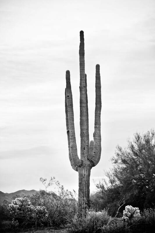 Saguaro Poster featuring the photograph Giant Saguaro Sonoran Desert Portrait BW by James BO Insogna