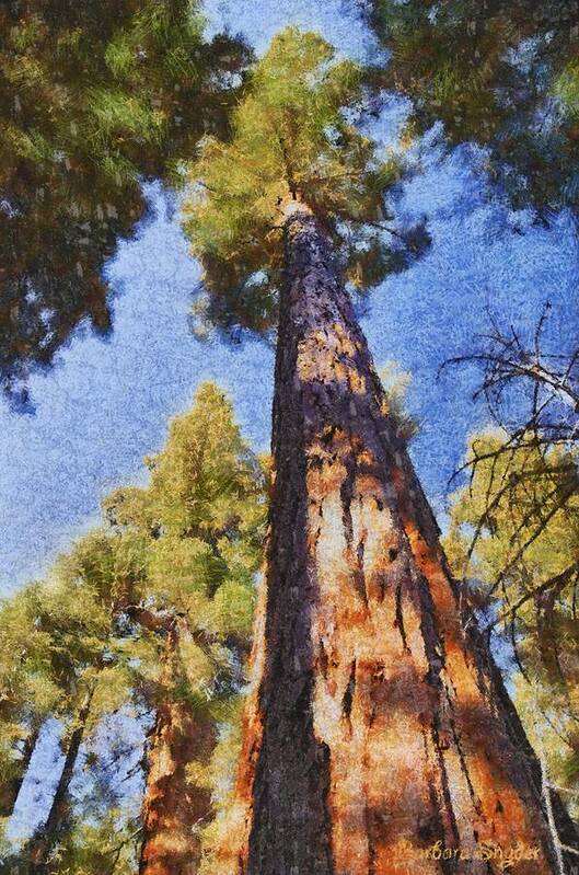Giant Sequoia Poster featuring the photograph Giant Sequoia Pastel by Barbara Snyder
