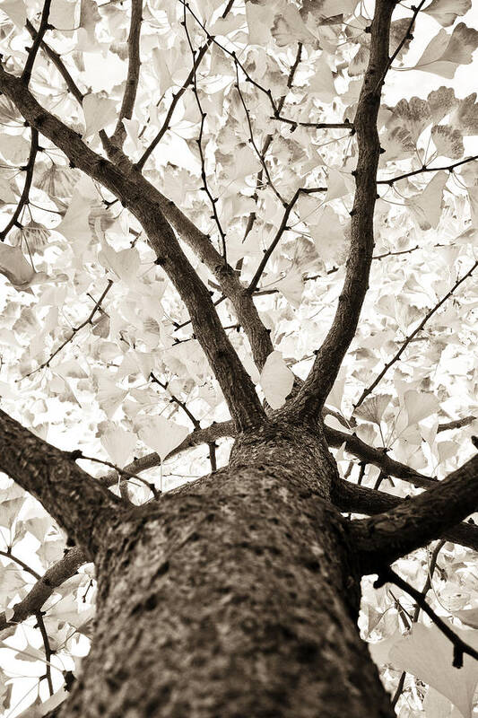 Ginkgo Poster featuring the photograph Ginkgo by Frank Tschakert