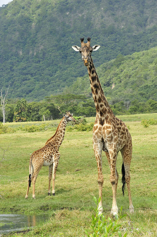 Thomas Marent Poster featuring the photograph Giraffe Mother And Calftanzania by Thomas Marent