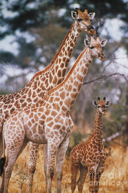 Vertical Poster featuring the photograph Giraffes by Gregory G. Dimijian