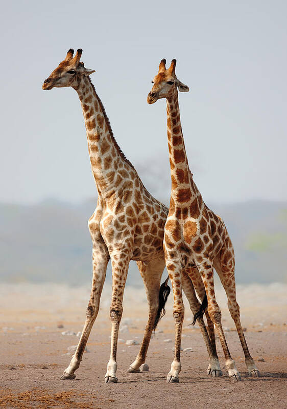 #faatoppicks Poster featuring the photograph Giraffes standing together by Johan Swanepoel