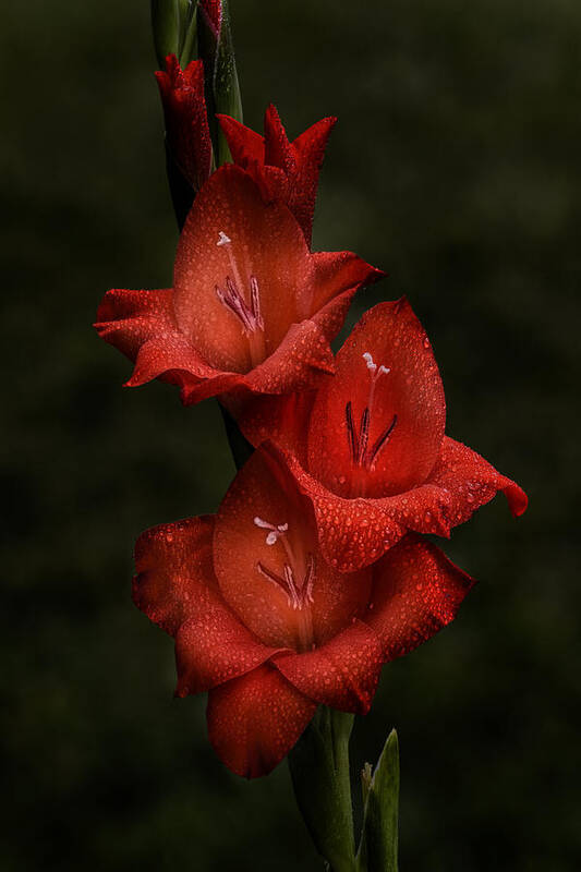 Gladiolus Poster featuring the photograph Gladiolus II Trio by Richard Macquade