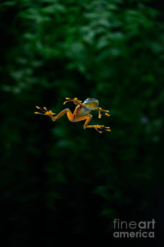 Rhacophorus Poster featuring the photograph Gliding Frog In Flights by Scott Linstead