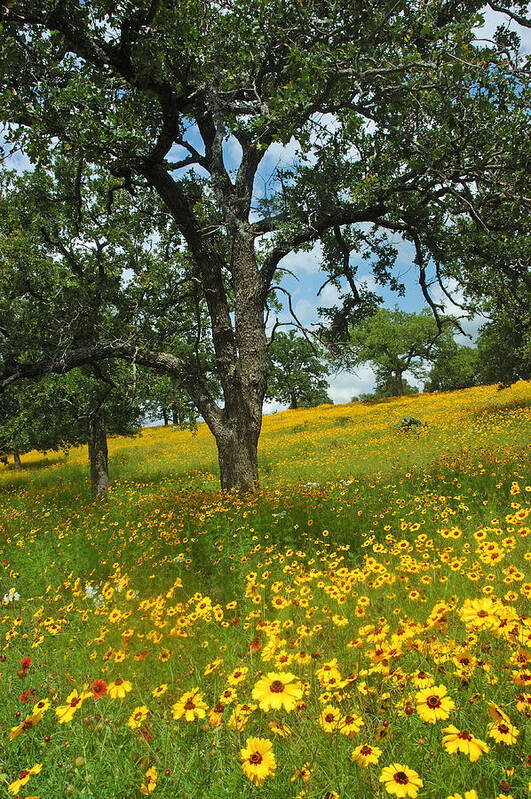 Wildflowers Poster featuring the photograph Golden Hillside by Robert Anschutz