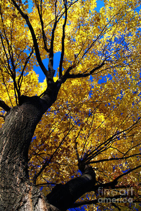 Golden Maple Poster featuring the photograph Golden Maple 7 by Linda Shafer