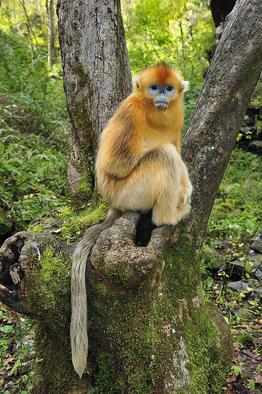 Feb0514 Poster featuring the photograph Golden Snub-nosed Monkey Juvenile China by Thomas Marent