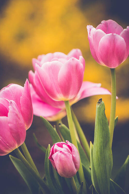 Tulip Poster featuring the photograph Golden Spring by Sara Frank