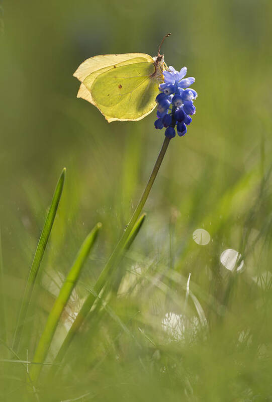 Butterfly Poster featuring the photograph Gonepteryx rhamni on the blue flower by Jaroslaw Blaminsky