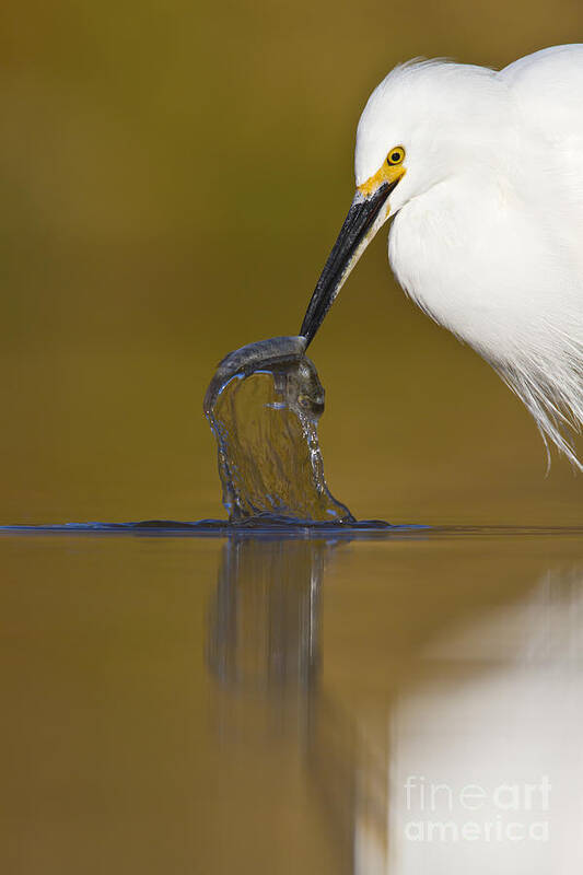 Egret Poster featuring the photograph Gotcha by Bryan Keil