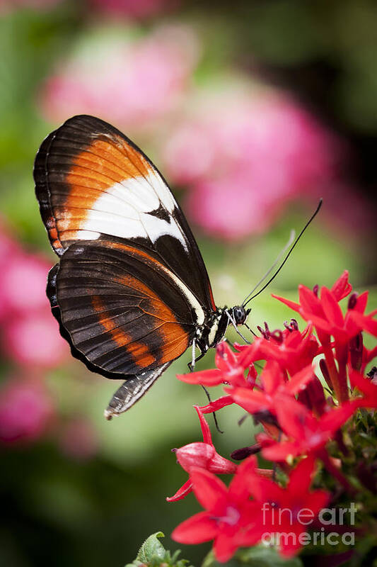 Butterfly Poster featuring the photograph Grace by Patty Colabuono