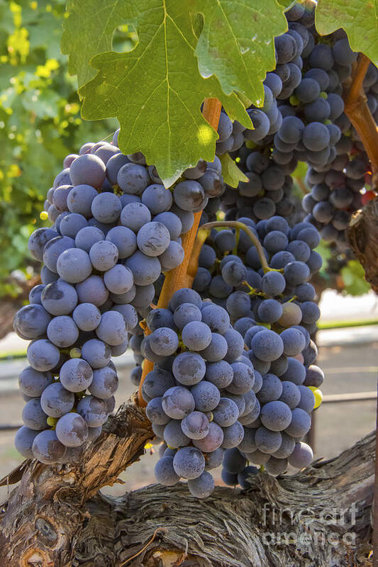 Yountville Napa Valley California Grape Grapes Grapevine Grapevines Vine Vines Vineyard Vineyards Leaf Leaves Fruit Fruits Food Foods Bunch Cluster Clusters Bunches Poster featuring the photograph Grape Cluster by Bob Phillips