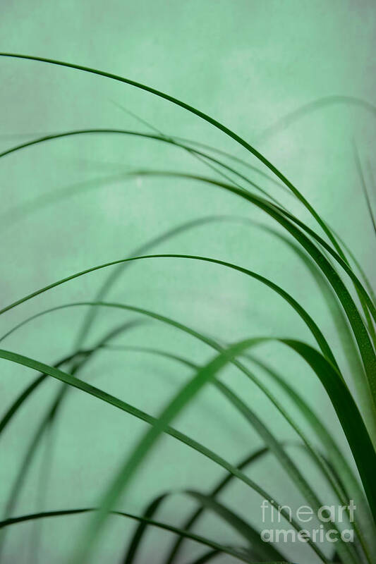 Flow Poster featuring the photograph Grass Impression by Hannes Cmarits