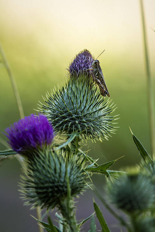 Grasshopper Poster featuring the photograph Grasshopper on a Thistle by Belinda Greb