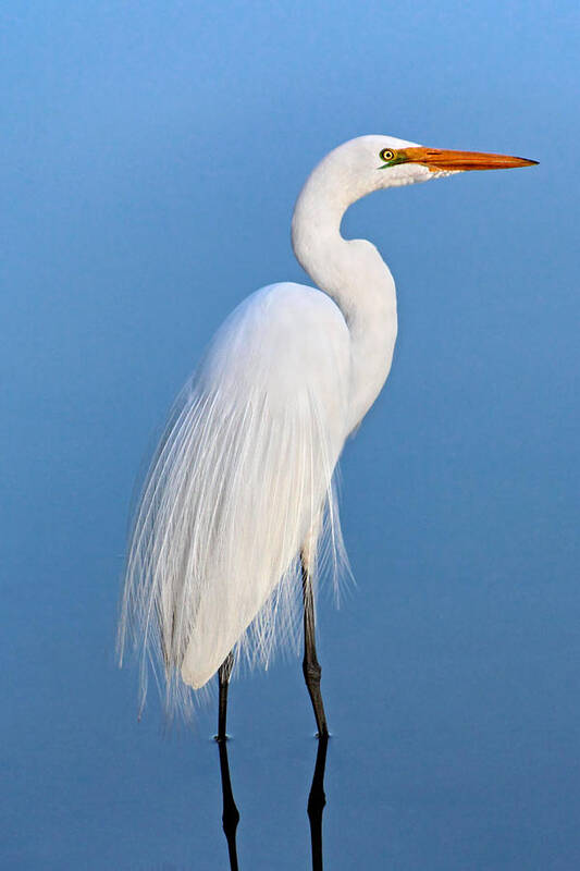 Great Egret Poster featuring the photograph Great Egret Profile by Theo OConnor