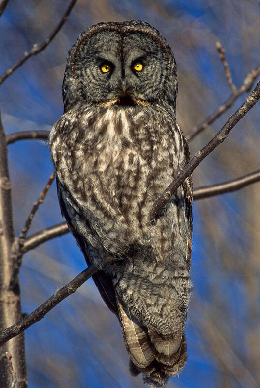 Great Grey Owl Poster featuring the photograph Great Grey Owl by Michael Hubley