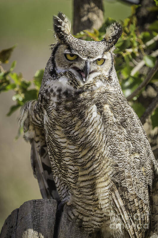 Bird Of Prey Poster featuring the photograph Great Horned Owl by Michael Goodell