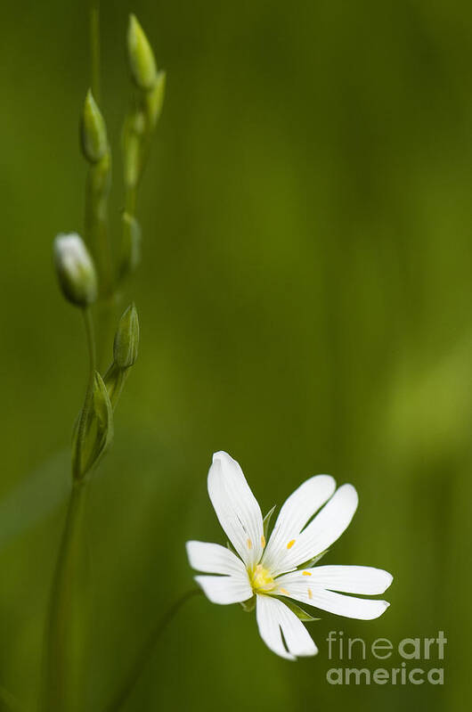Annegilbert Poster featuring the photograph Greater Stitchwort by Anne Gilbert