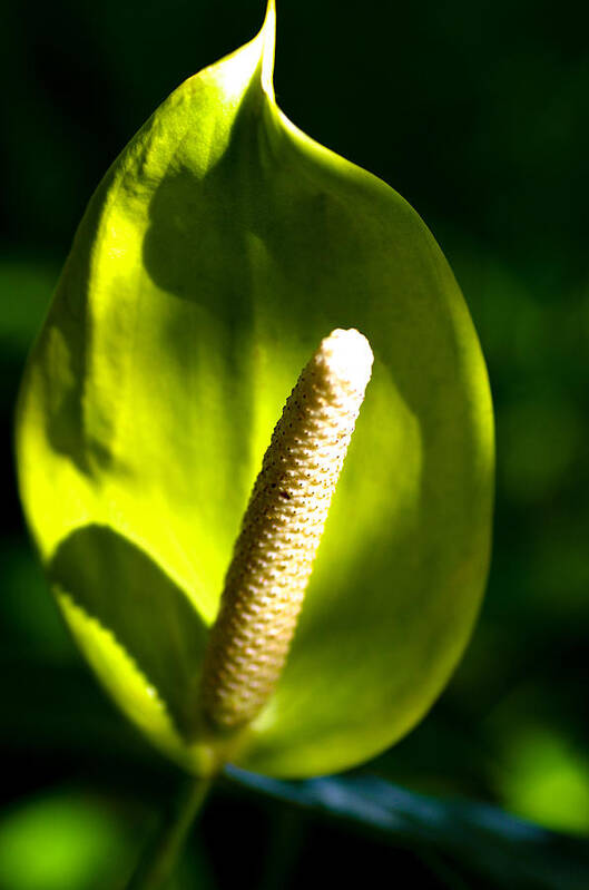 Green Poster featuring the photograph Green Anthurium by Will Wagner